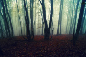 misty, Forest