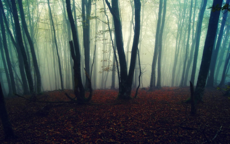 misty, Forest HD Wallpaper Desktop Background