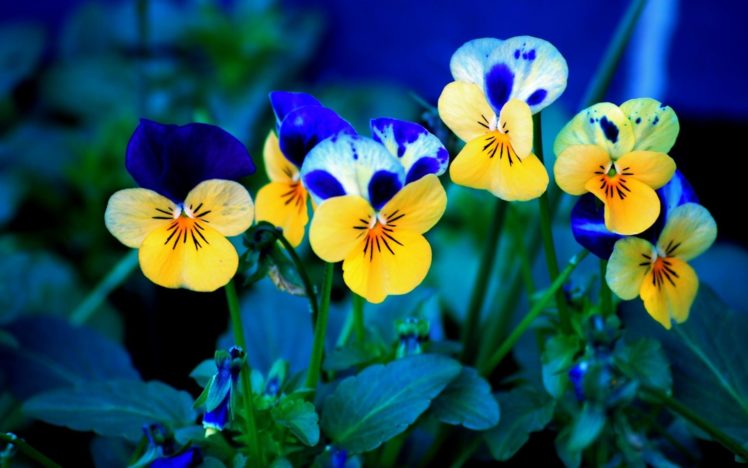 flowers, Pansies, Johnny, Jump, Up HD Wallpaper Desktop Background