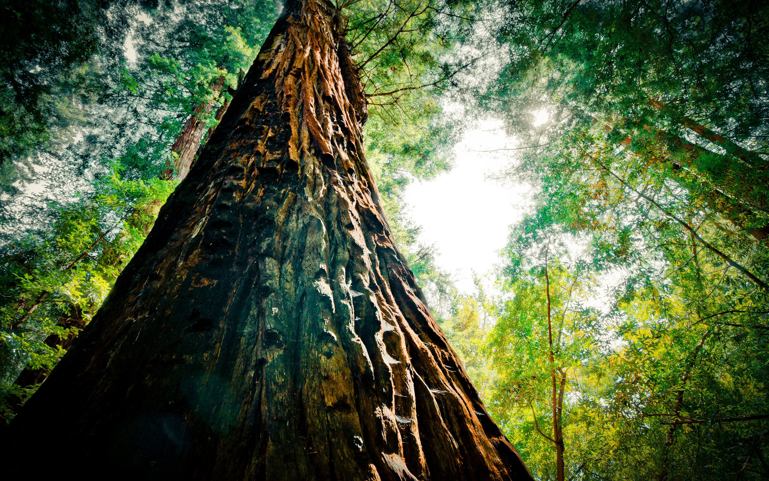 redwood, Extreme Wallpaper
