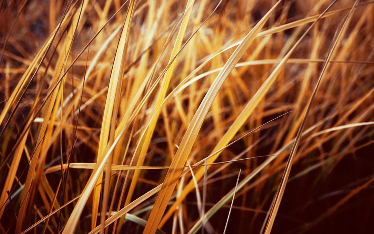 autumnal, Grass HD Wallpaper Desktop Background