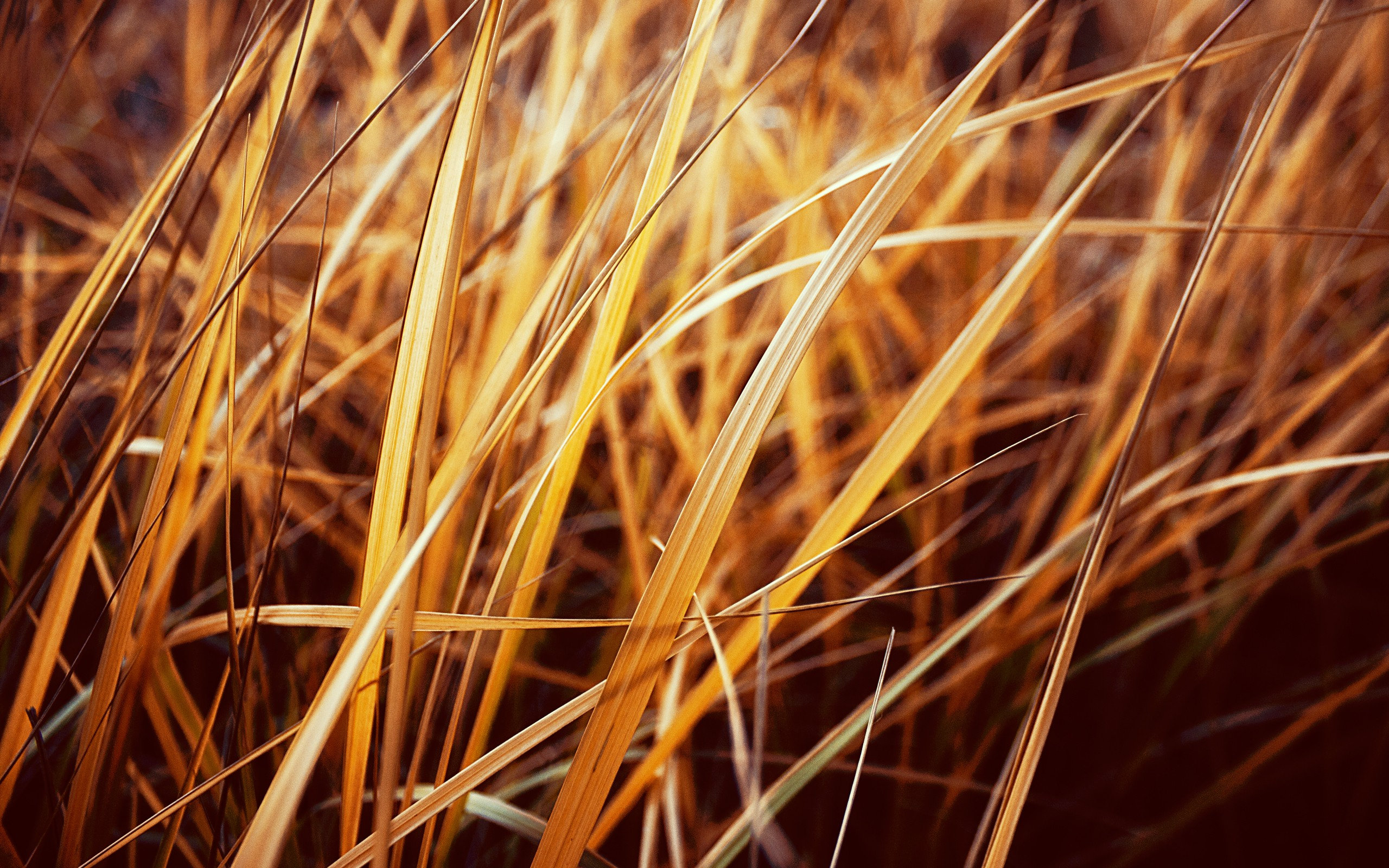 autumnal, Grass Wallpaper