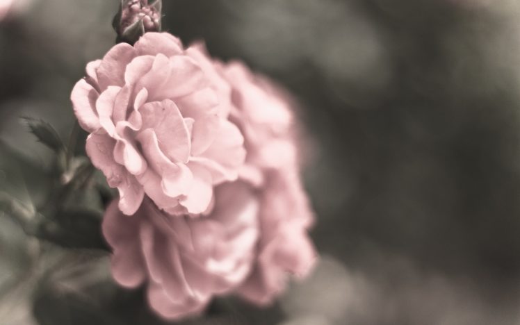flowers, Macro, Roses HD Wallpaper Desktop Background