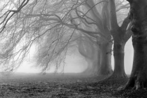 creepy, Trees, Fog