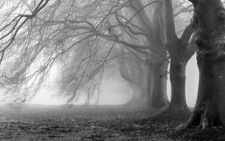 creepy, Trees, Fog HD Wallpaper Desktop Background