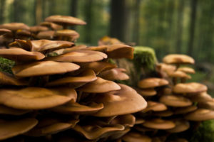 a, World, Of, Mushrooms