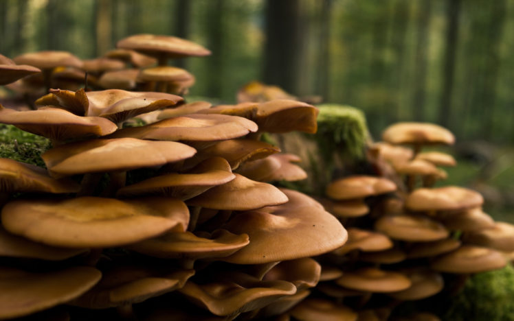 a, World, Of, Mushrooms HD Wallpaper Desktop Background