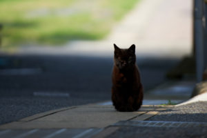 black, Cat, Road