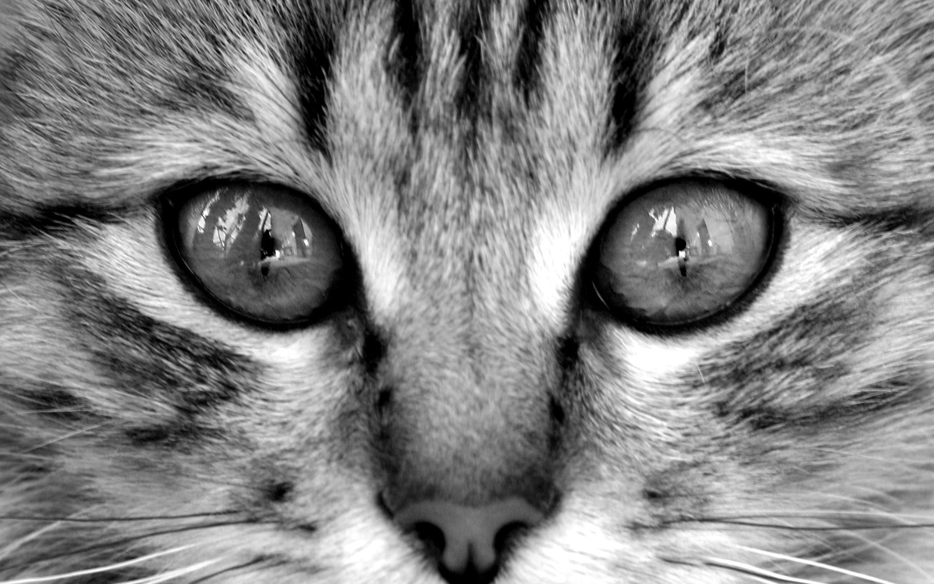 cat Wallpaper