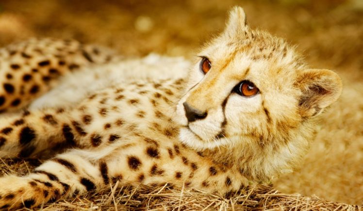 cheetah, Wild, Cat, Predator HD Wallpaper Desktop Background