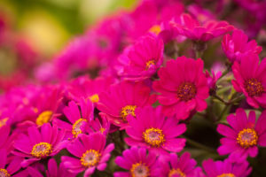 chrysanthemums, Flowers, Bright, Pink