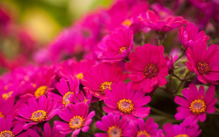 chrysanthemums, Flowers, Bright, Pink HD Wallpaper Desktop Background