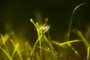 close up, Dandelion, Grass