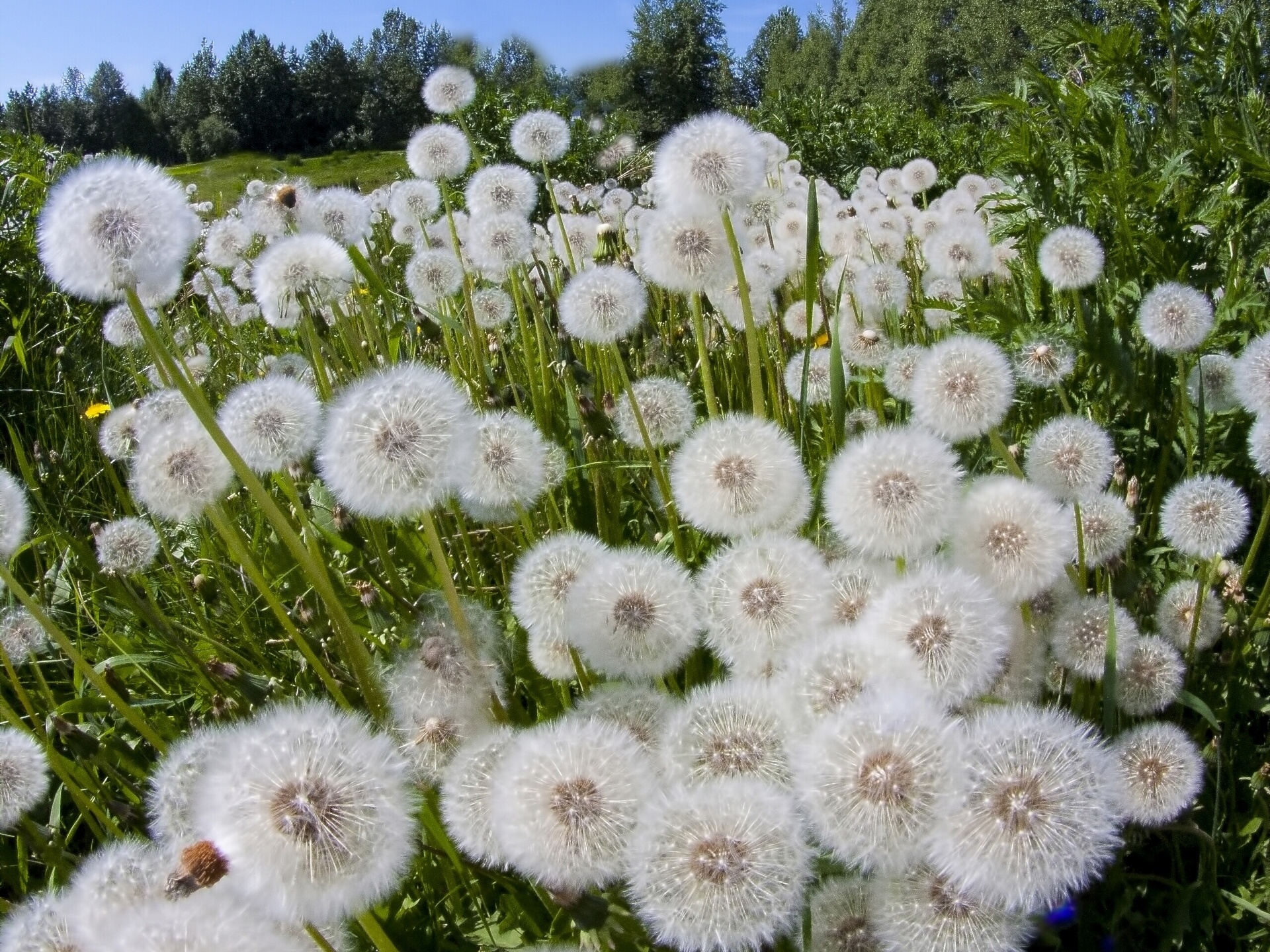 dandelion, Meadow Wallpaper