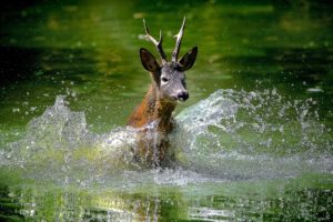 deer, Water, Spray
