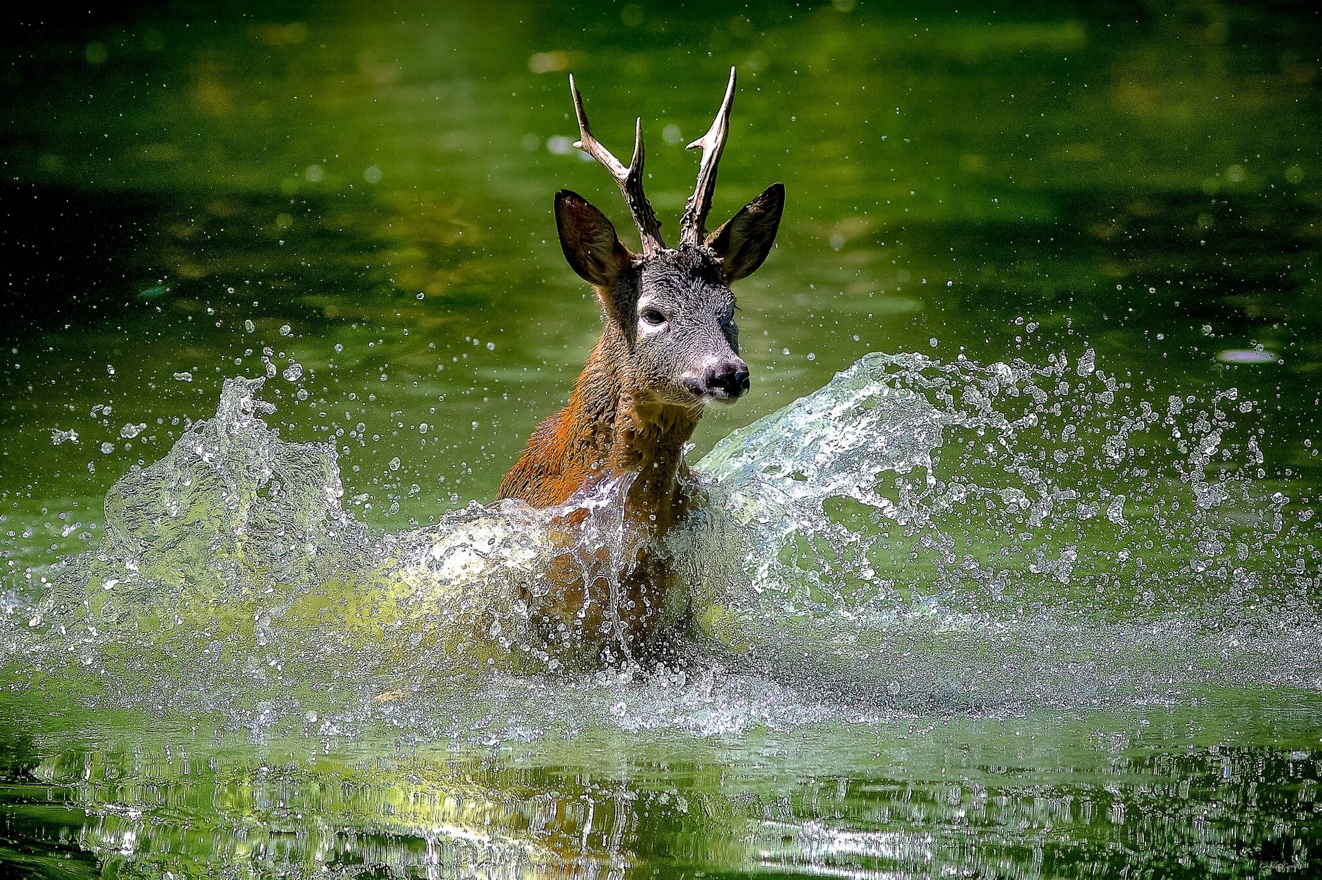 deer, Water, Spray Wallpaper