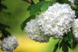 hydrangea, Blossoms