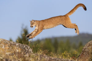 jump, Cat, Young, Cougar, Flight