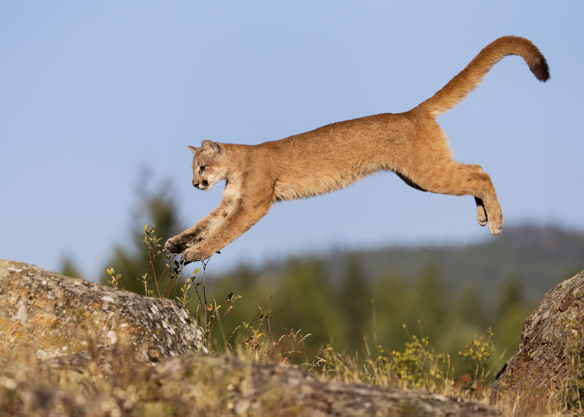 jump, Cat, Young, Cougar, Flight Wallpaper