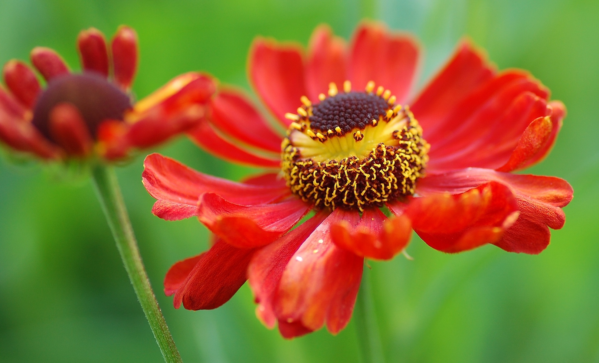 macro, Petals Wallpaper