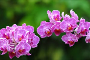 orchids, Exotic, Close up