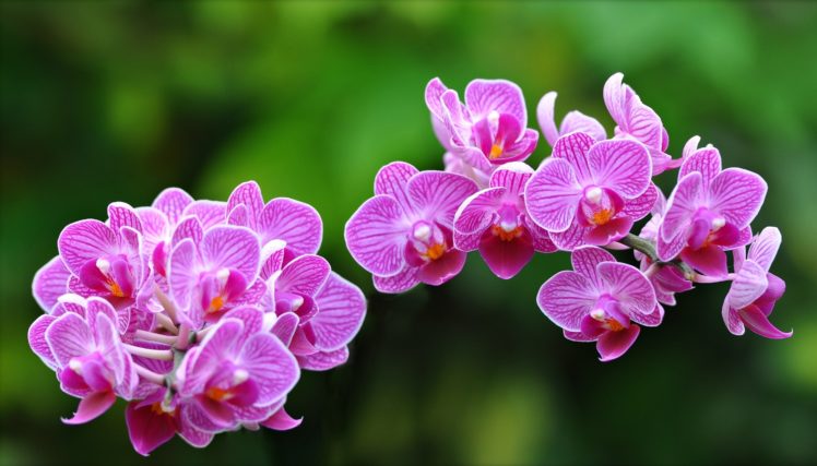 orchids, Exotic, Close up HD Wallpaper Desktop Background