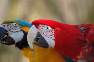parrots, Macaws