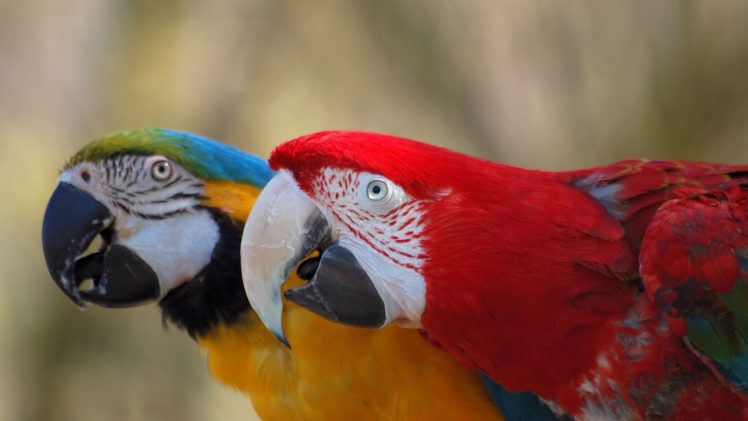 parrots, Macaws HD Wallpaper Desktop Background