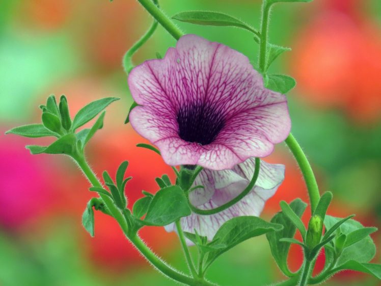 petunia, Close up HD Wallpaper Desktop Background