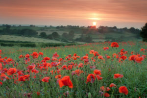 poppies, Red, Flowers, Grass, Trees, Field, Evening, Sunset, Sun, Orange, Sky, Bokeh