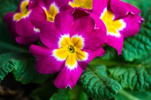 primrose, Close up