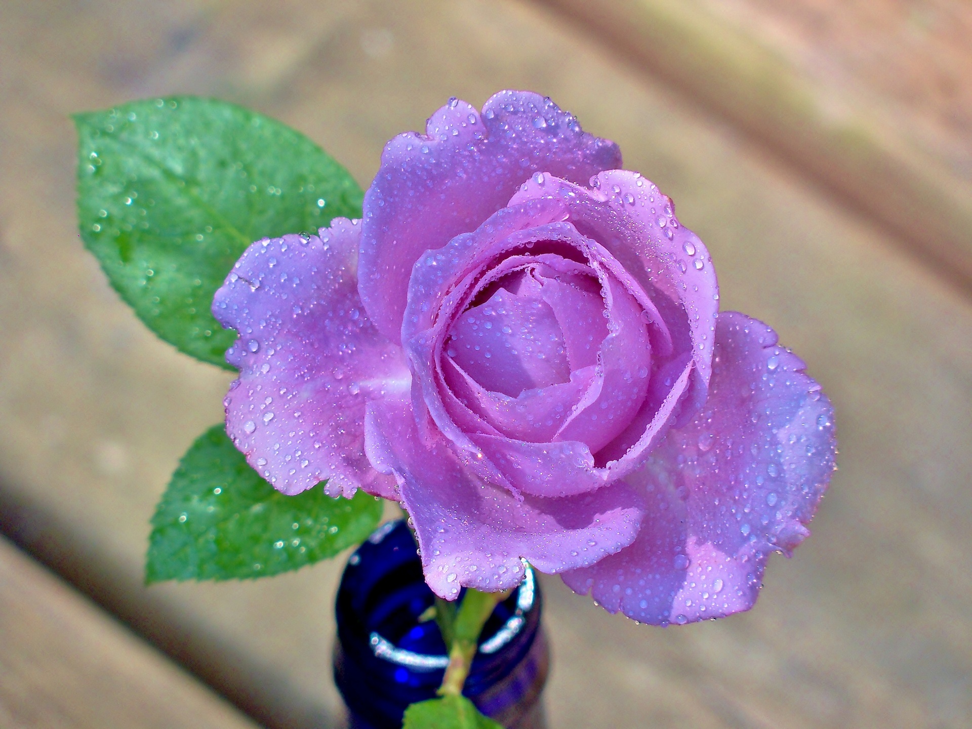 rose, Bud, Petals, Drops Wallpaper