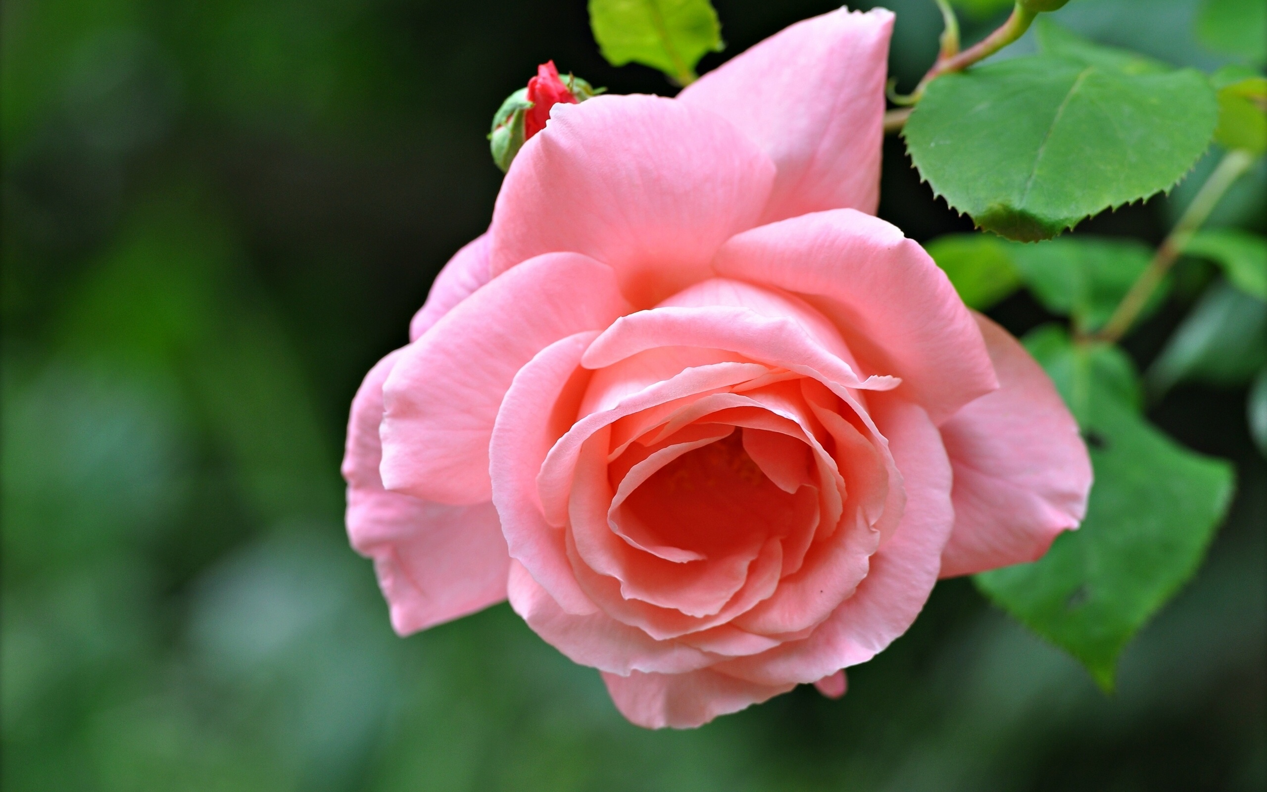 rose petal