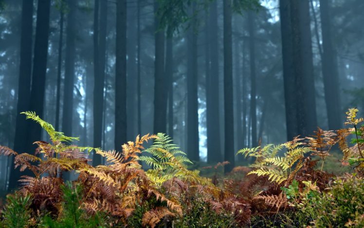 green, Nature, Trees, Forest HD Wallpaper Desktop Background