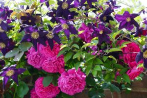 roses, Clematis