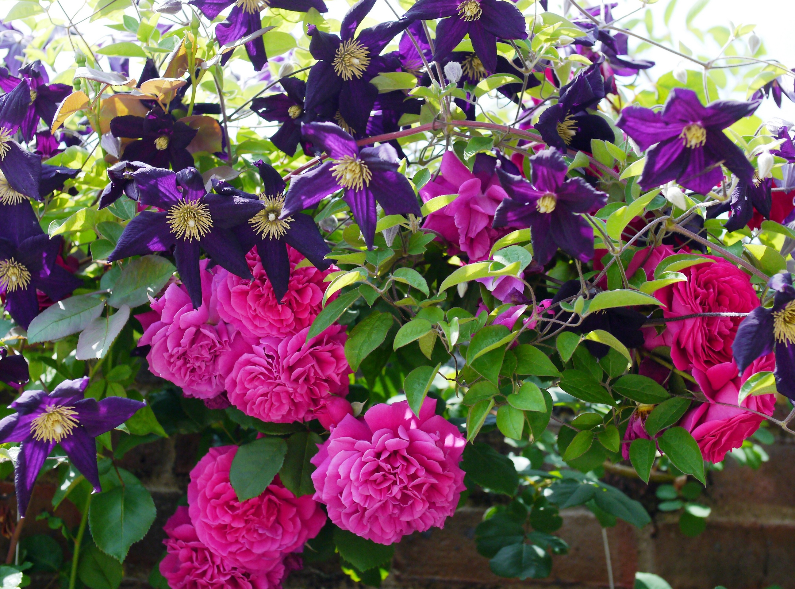 roses, Clematis Wallpaper