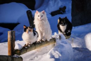 trio, Winter, Snow
