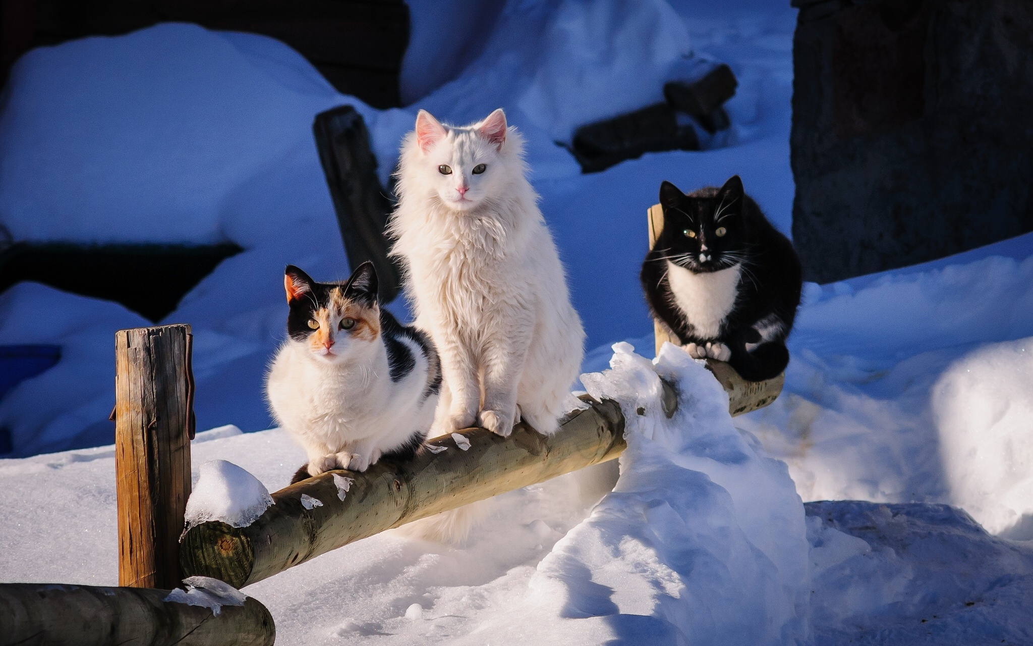 trio, Winter, Snow Wallpaper