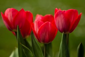 tulips, Buds, Close up