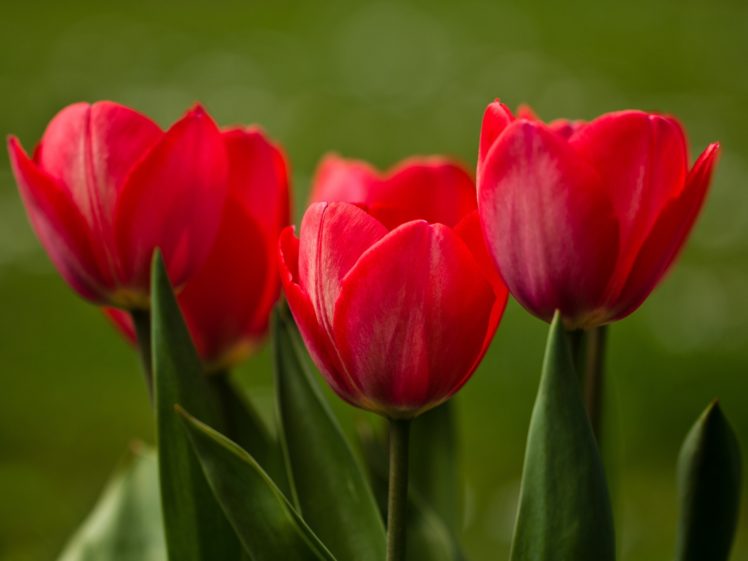 tulips, Buds, Close up HD Wallpaper Desktop Background