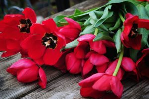 tulips, Buds, Petals