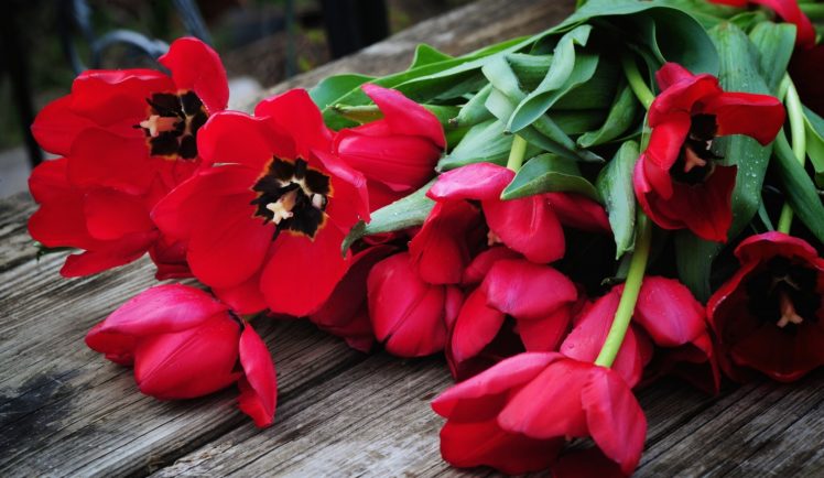 tulips, Buds, Petals HD Wallpaper Desktop Background