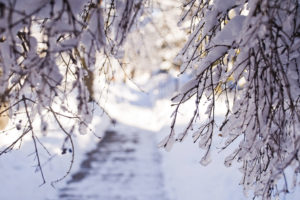 winter, Snow, Branches, Light