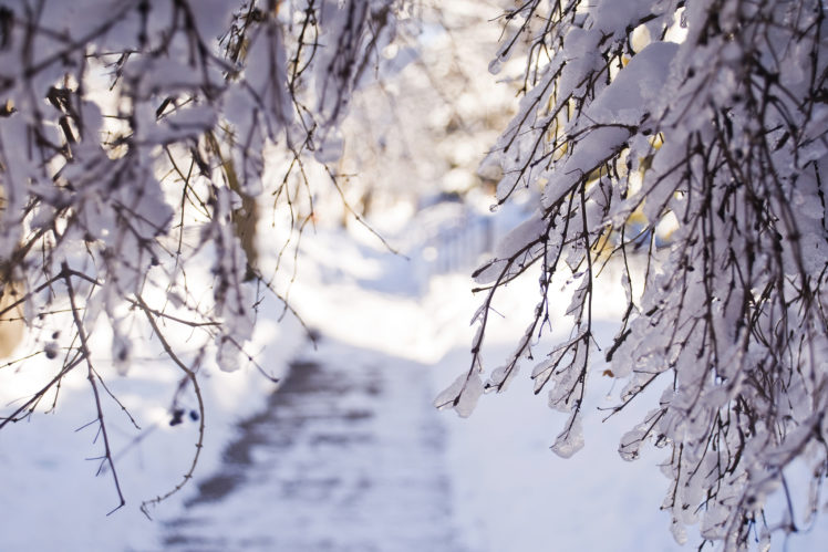 winter, Snow, Branches, Light HD Wallpaper Desktop Background