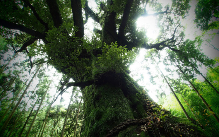 forest, Jungle, Sunlight, Trees, Moss, Branches HD Wallpaper Desktop Background