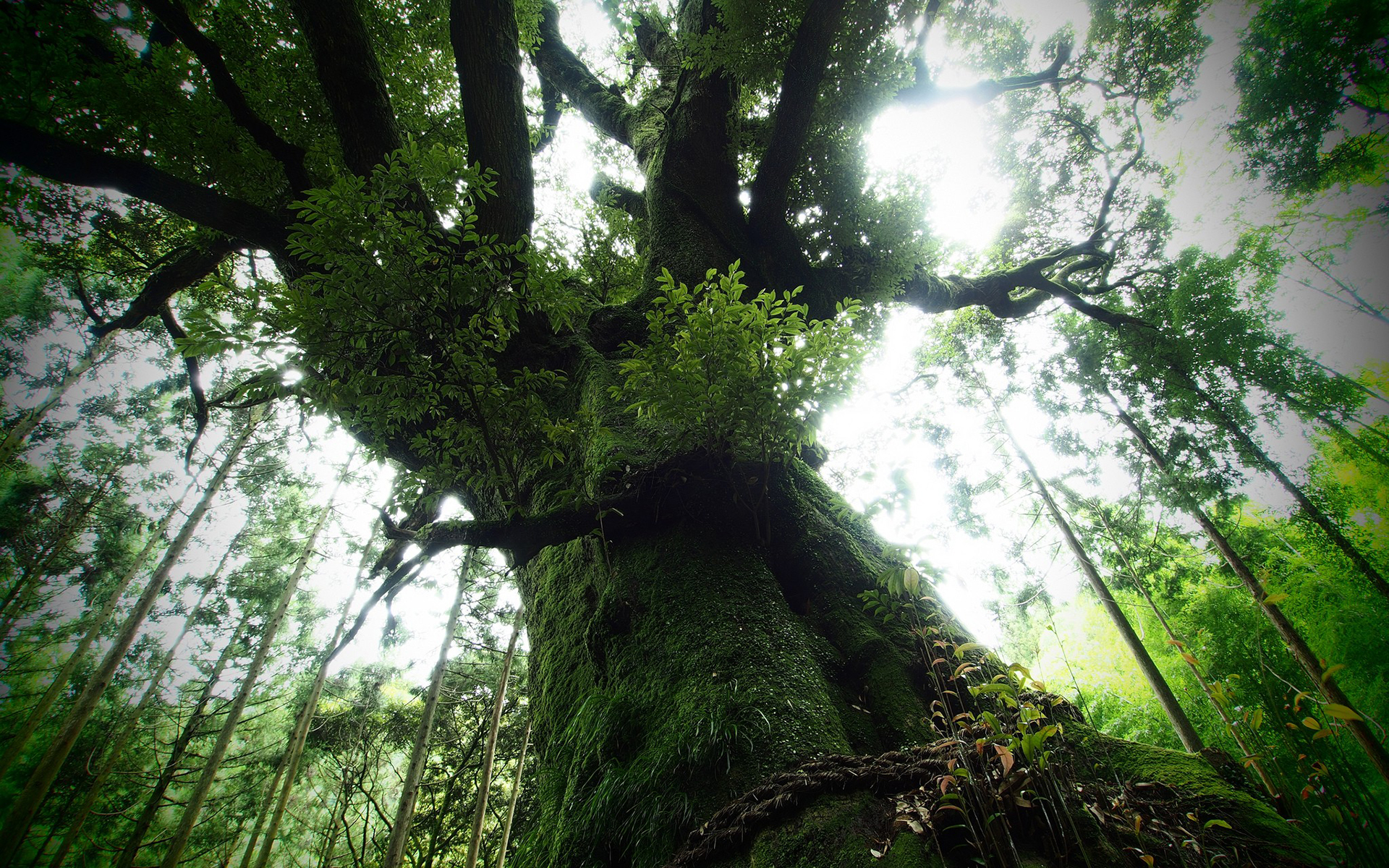 forest, Jungle, Sunlight, Trees, Moss, Branches Wallpapers HD / Desktop