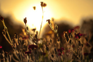 flower, Sunset, Macro