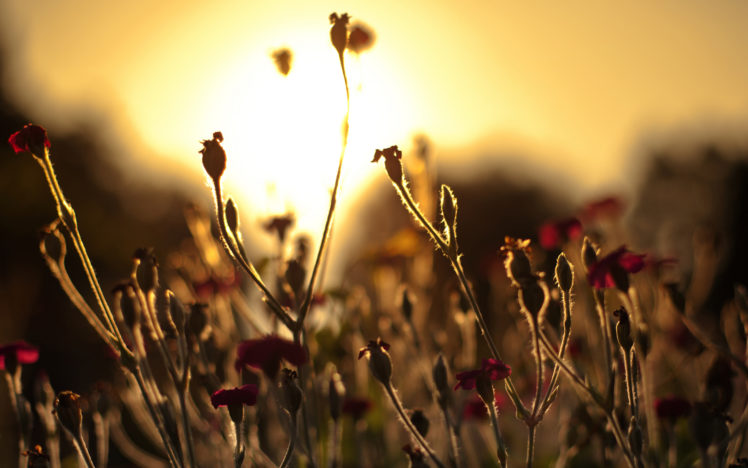 flower, Sunset, Macro HD Wallpaper Desktop Background