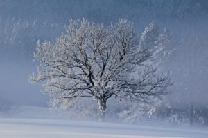winter, Snow, Frost, Tree