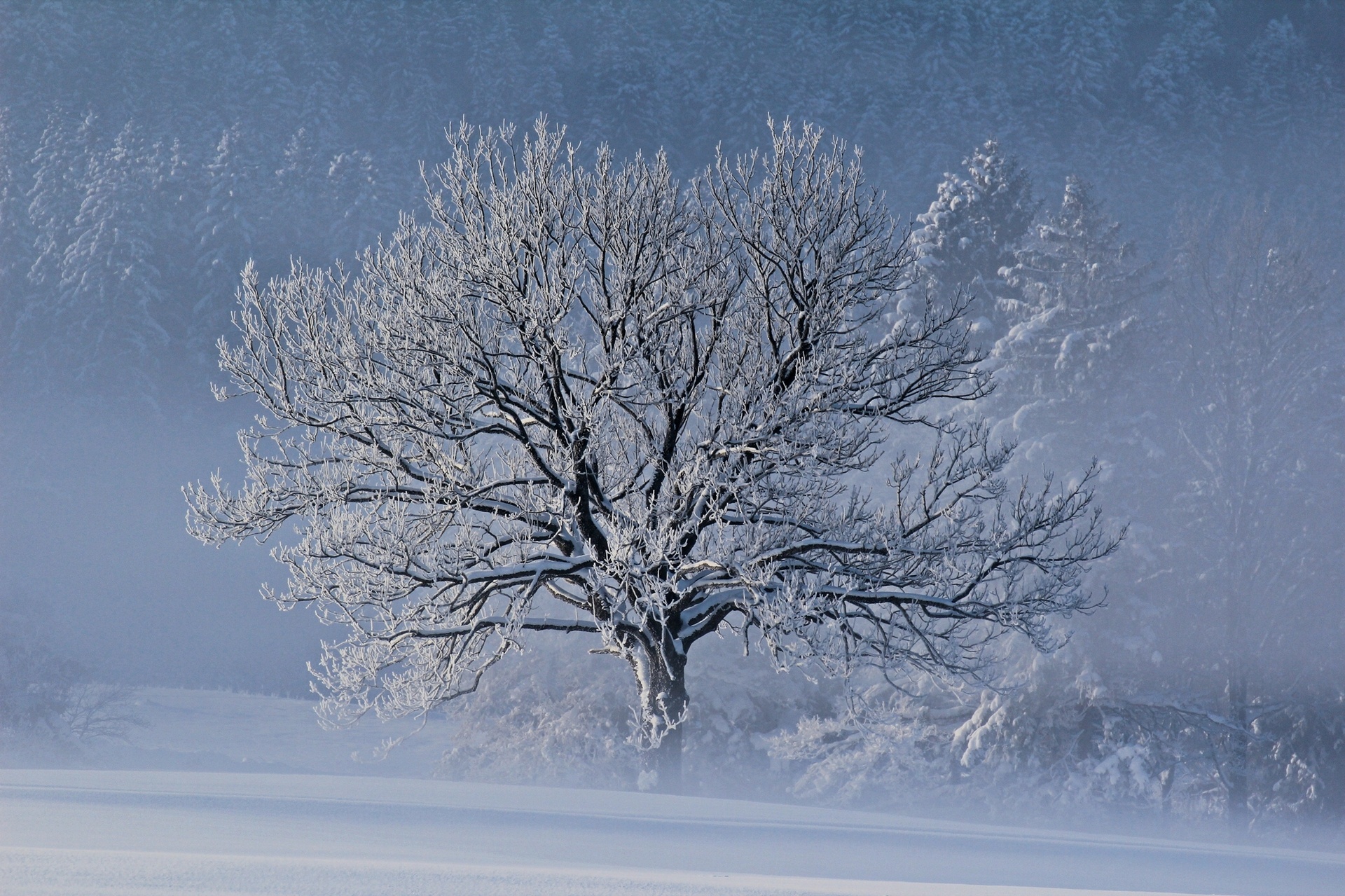 winter, Snow, Frost, Tree Wallpaper